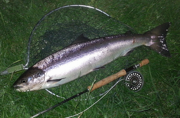 Spey Salmon from Abernethy Angling Association water