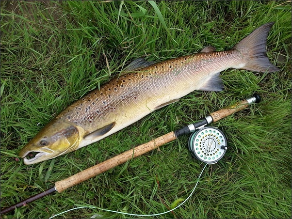 An Eden salmon caught on a needle tube fly