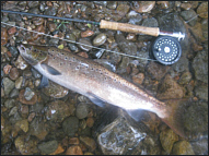 Autumn Salmon Fishing