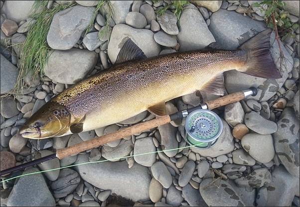 River Lune salmon on needle tube