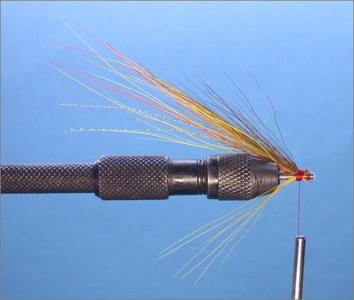 Tying the Yelly Belly Shrimp - step 3