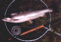 sea trout