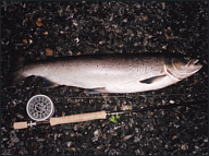 Cothi Sea Trout