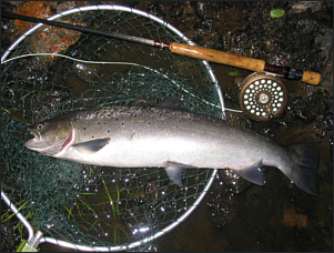 Summer Sea Trout