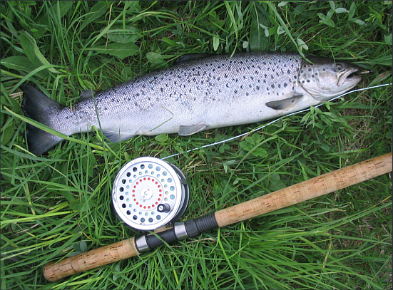 Spey Sea Trout