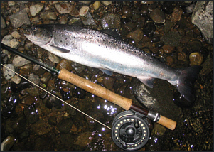 Sea Trout Fishing