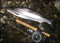 Sea Trout Fishing