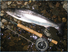 Scottish sea trout fishing