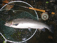 Spey Sea Trout