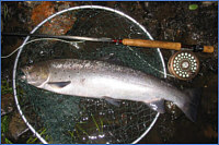 sea trout fishing