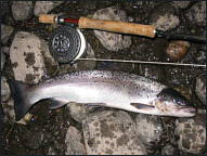 July Sea Trout