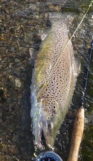 A sea trout/lake-run brown trout from Lake Erie