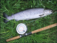 May Sea Trout