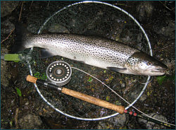 Sea Trout Landing Net