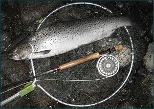 sea trout night fishing