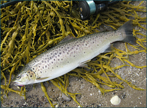 Saltwater sea trout fishing