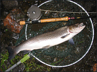 Spey Sea Trout 