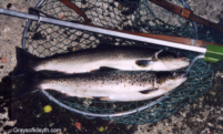 Brace of Sea Trout