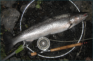 A Seven Pound Spey Sea Trout