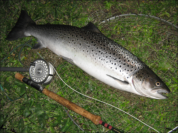 Seven and a half pound sea trout from the Spey