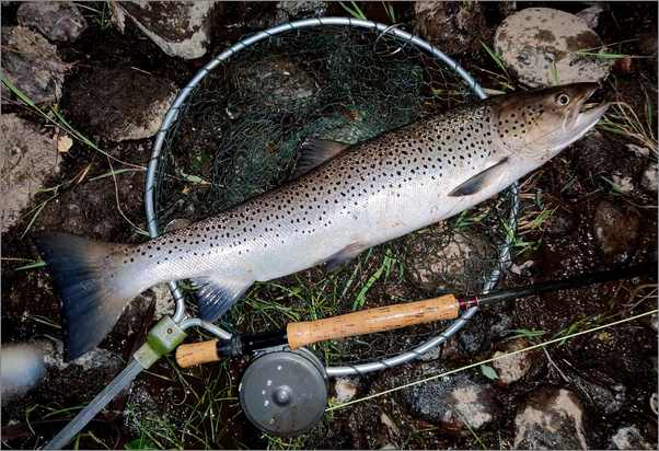 Nine Pound Sea Trout from the Grantown water