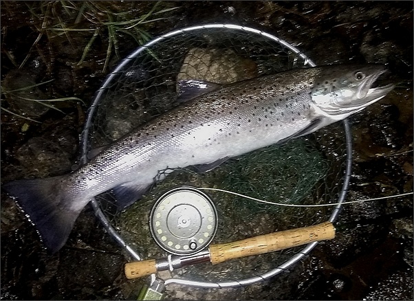 eight pound sea trout from the Spey