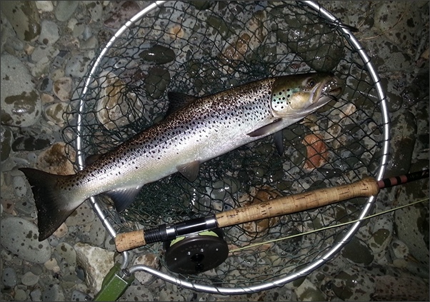 Lune sea trout caught on a needle tube fly