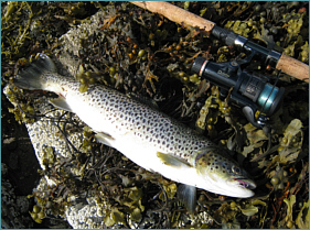 Skye Sea Trout Fishing