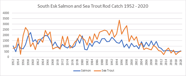 South Esk Salmon catch