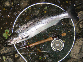 River Spey Sea Trout