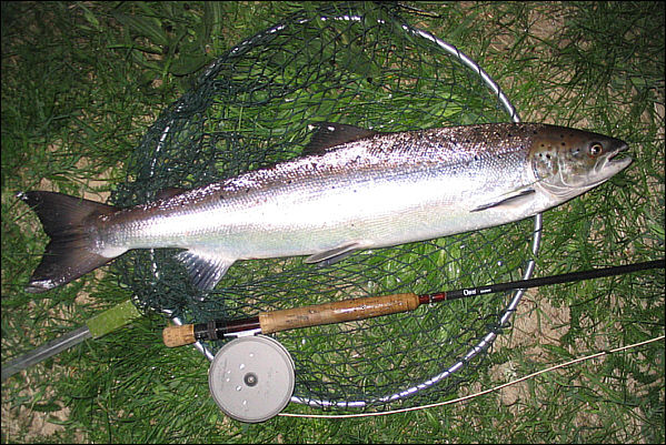 Salmon needle tube fly