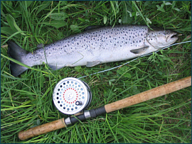 May Spey Sea Trout