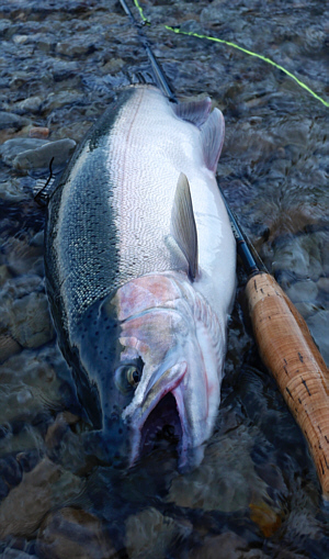 A fine Lake Erie steelhead