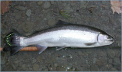 Fresh run Steelhead