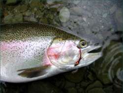 Steelhead taken on a needle tube shrimp