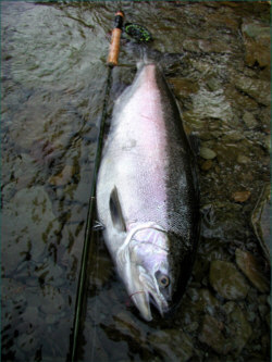 sixteen pound steelhead taken on a needle tube fly