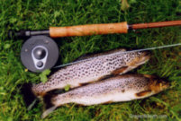 brown trout