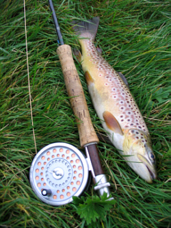 Scottish brown trout