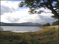 Carron Valley Brown Trout